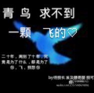 青鸟求不到一颗飞的心